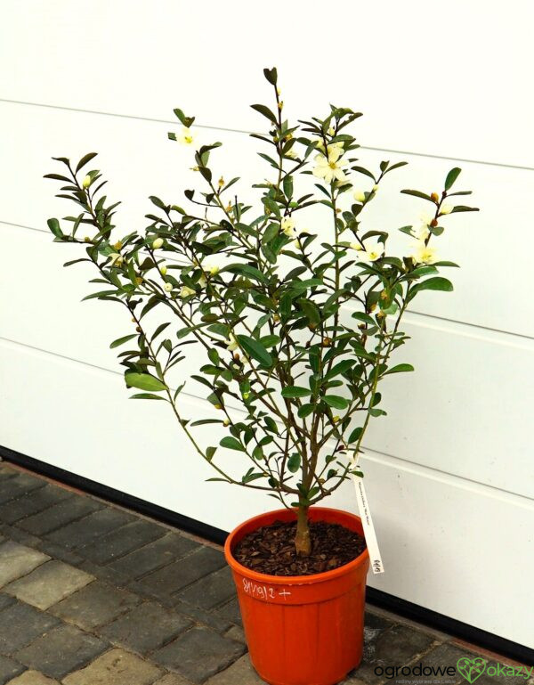 MAGNOLIA LAEVIFOLIA VANILLA PEARLS 'GCCHU2008' Magnolia laevifolia Vanilla Pearls ('GCCHU2008'PBR)