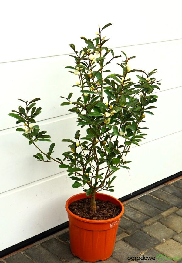 MAGNOLIA LAEVIFOLIA VANILLA PEARLS 'GCCHU2008' Magnolia laevifolia Vanilla Pearls ('GCCHU2008'PBR)
