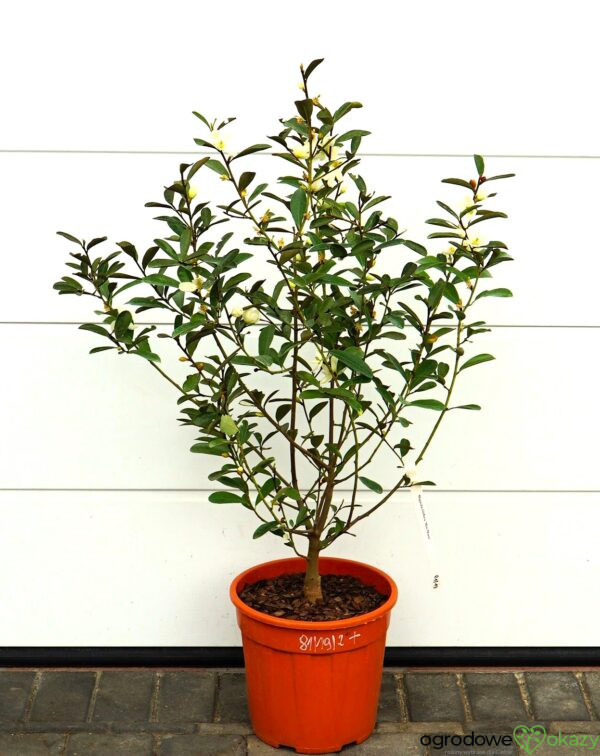 MAGNOLIA LAEVIFOLIA VANILLA PEARLS 'GCCHU2008' Magnolia laevifolia Vanilla Pearls ('GCCHU2008'PBR)