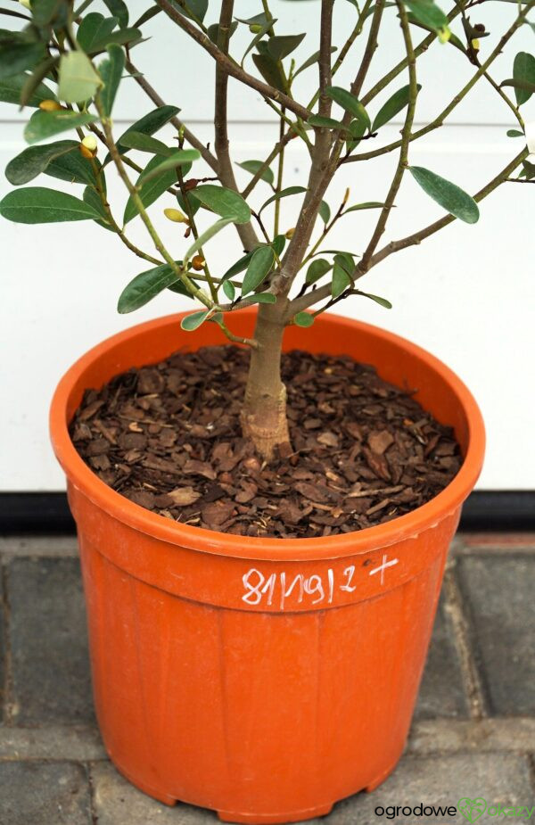 MAGNOLIA LAEVIFOLIA VANILLA PEARLS 'GCCHU2008' Magnolia laevifolia Vanilla Pearls ('GCCHU2008'PBR)