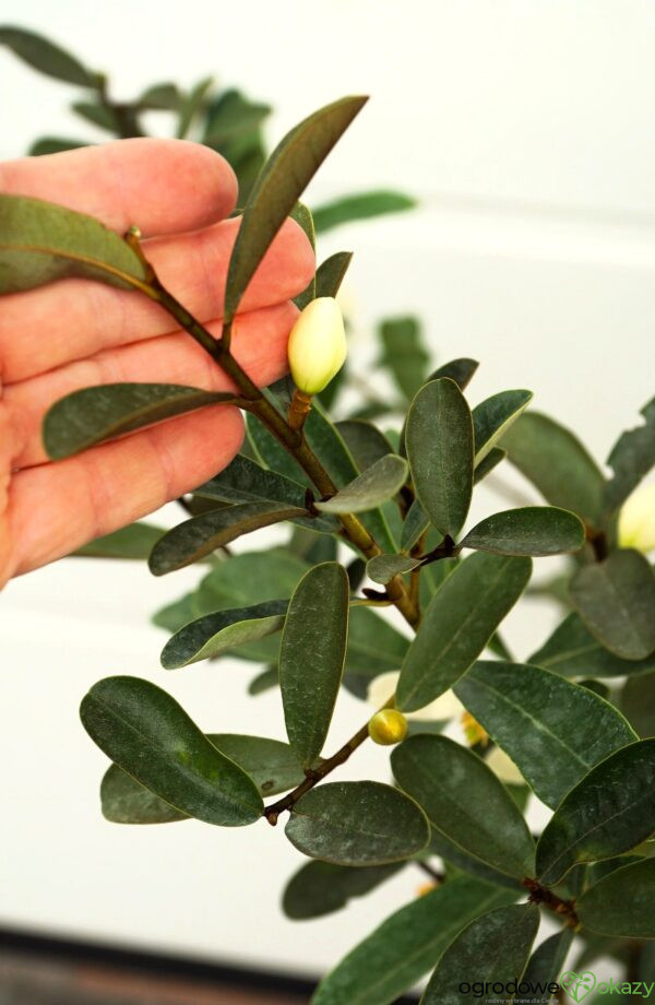 MAGNOLIA LAEVIFOLIA VANILLA PEARLS 'GCCHU2008' Magnolia laevifolia Vanilla Pearls ('GCCHU2008'PBR)
