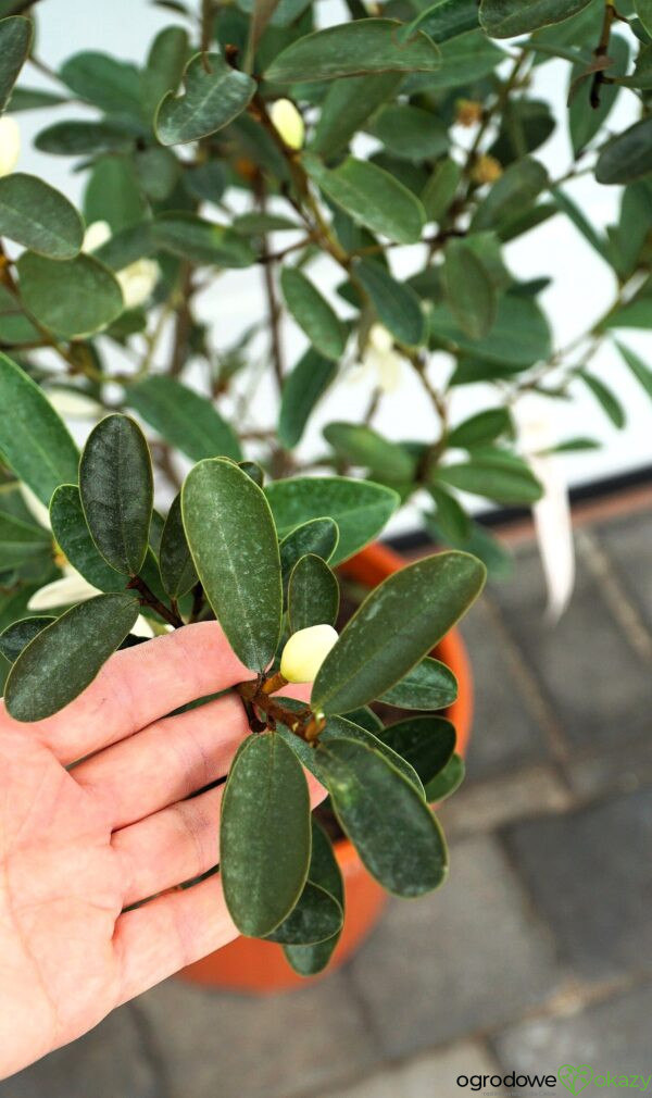 MAGNOLIA LAEVIFOLIA VANILLA PEARLS 'GCCHU2008' Magnolia laevifolia Vanilla Pearls ('GCCHU2008'PBR)