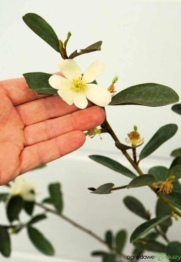 MAGNOLIA LAEVIFOLIA VANILLA PEARLS 'GCCHU2008' Magnolia laevifolia Vanilla Pearls ('GCCHU2008'PBR)