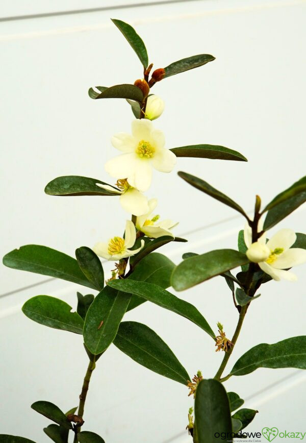 MAGNOLIA LAEVIFOLIA VANILLA PEARLS 'GCCHU2008' Magnolia laevifolia Vanilla Pearls ('GCCHU2008'PBR)