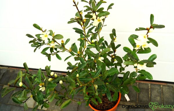MAGNOLIA LAEVIFOLIA VANILLA PEARLS 'GCCHU2008' Magnolia laevifolia Vanilla Pearls ('GCCHU2008'PBR)