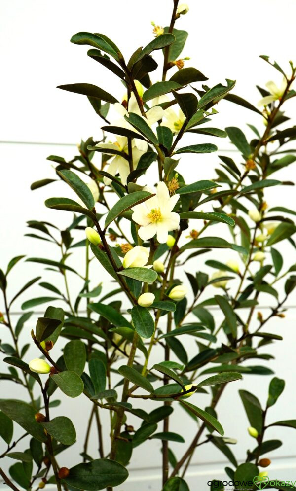 MAGNOLIA LAEVIFOLIA VANILLA PEARLS 'GCCHU2008' Magnolia laevifolia Vanilla Pearls ('GCCHU2008'PBR)