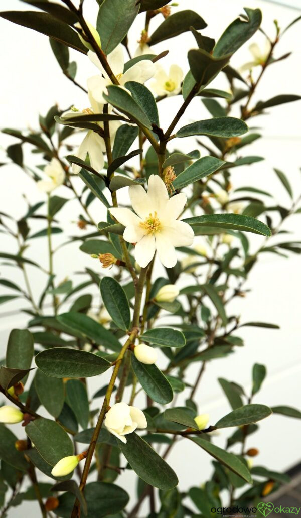 MAGNOLIA LAEVIFOLIA VANILLA PEARLS 'GCCHU2008' Magnolia laevifolia Vanilla Pearls ('GCCHU2008'PBR)