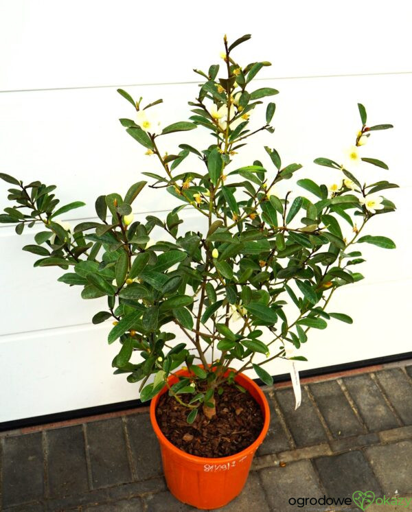 MAGNOLIA LAEVIFOLIA VANILLA PEARLS 'GCCHU2008' Magnolia laevifolia Vanilla Pearls ('GCCHU2008'PBR)