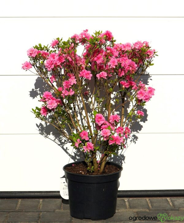 AZALIA JAPOŃSKA ROSEBUD Azalea japonica 'Rosebud'