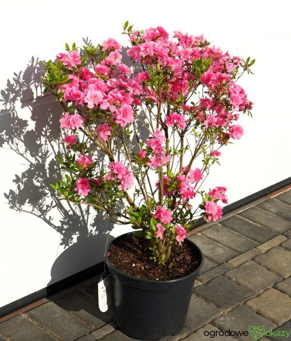 AZALIA JAPOŃSKA ROSEBUD Azalea japonica 'Rosebud'