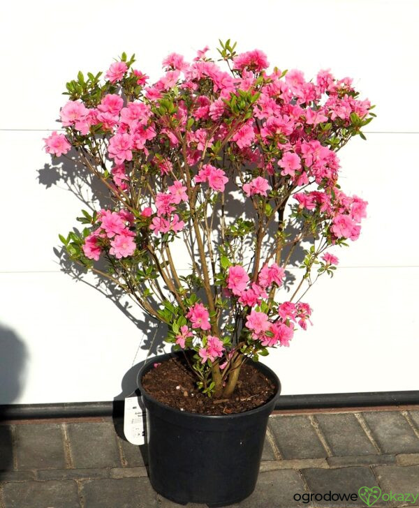 AZALIA JAPOŃSKA ROSEBUD Azalea japonica 'Rosebud'