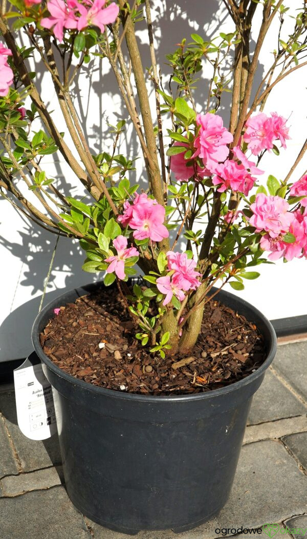 AZALIA JAPOŃSKA ROSEBUD Azalea japonica 'Rosebud'