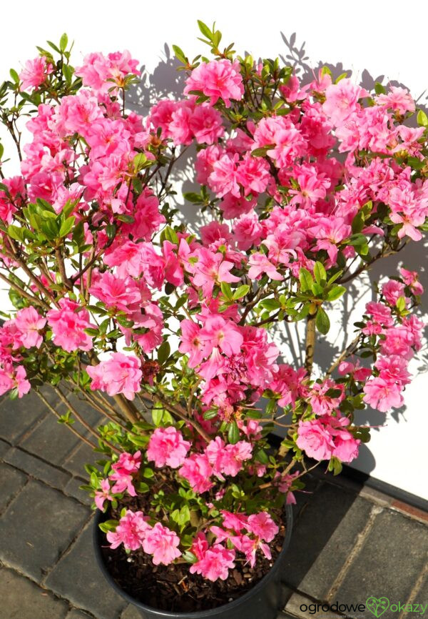 AZALIA JAPOŃSKA ROSEBUD Azalea japonica 'Rosebud'
