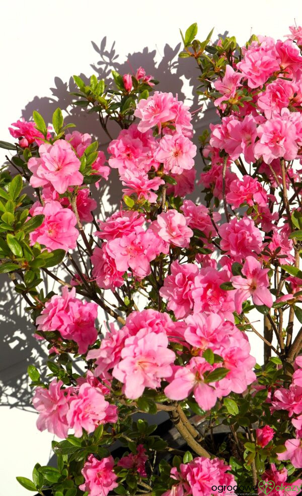 AZALIA JAPOŃSKA ROSEBUD Azalea japonica 'Rosebud'