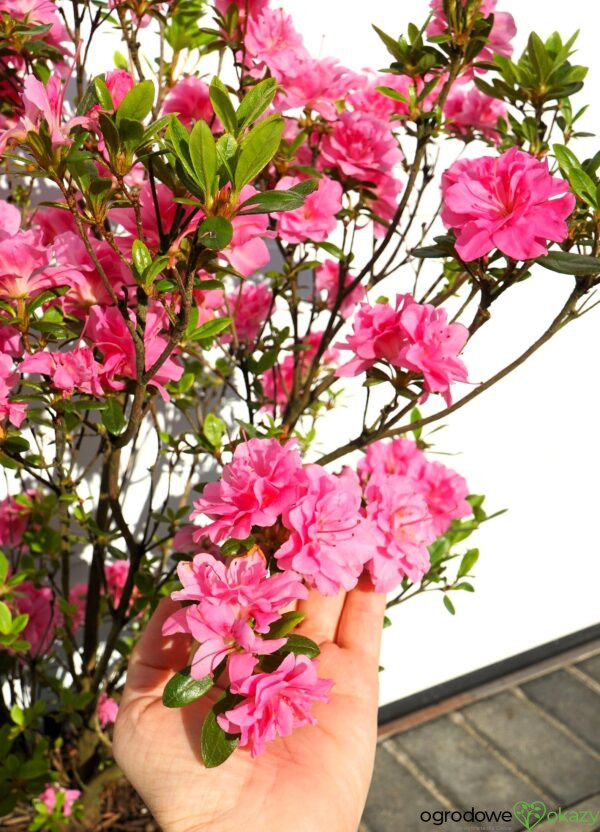 AZALIA JAPOŃSKA ROSEBUD Azalea japonica 'Rosebud'
