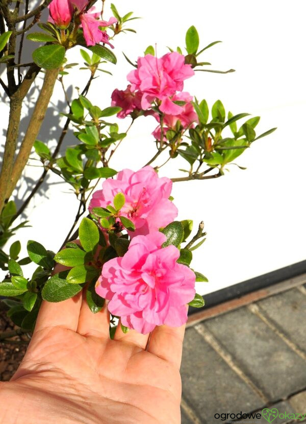 AZALIA JAPOŃSKA ROSEBUD Azalea japonica 'Rosebud'