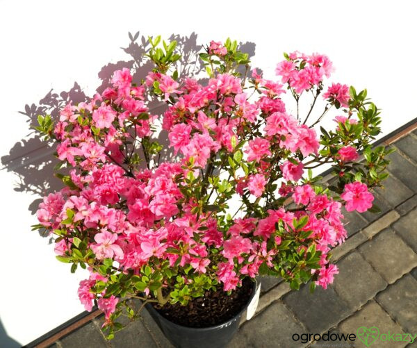 AZALIA JAPOŃSKA ROSEBUD Azalea japonica 'Rosebud'