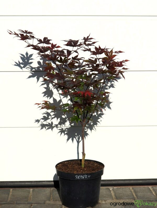 KLON PALMOWY BIG RED Acer palmatum 'Big Red'