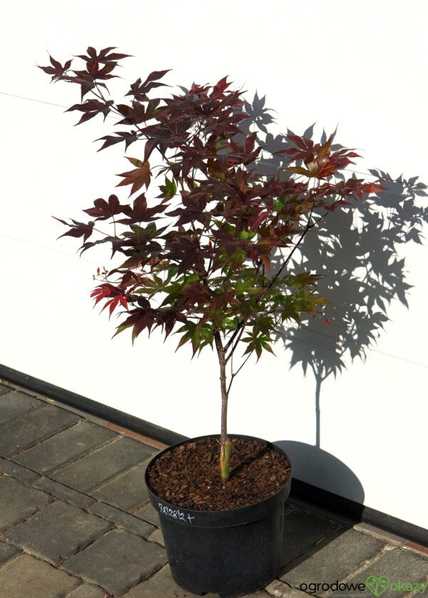 KLON PALMOWY BIG RED Acer palmatum 'Big Red'