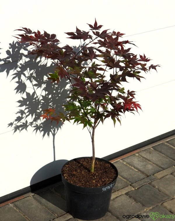 KLON PALMOWY BIG RED Acer palmatum 'Big Red'
