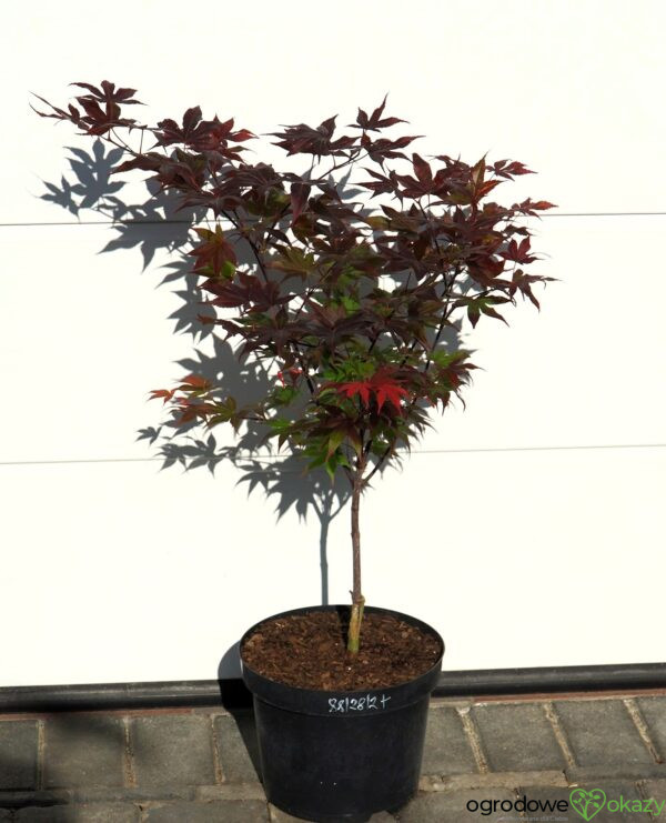 KLON PALMOWY BIG RED Acer palmatum 'Big Red'