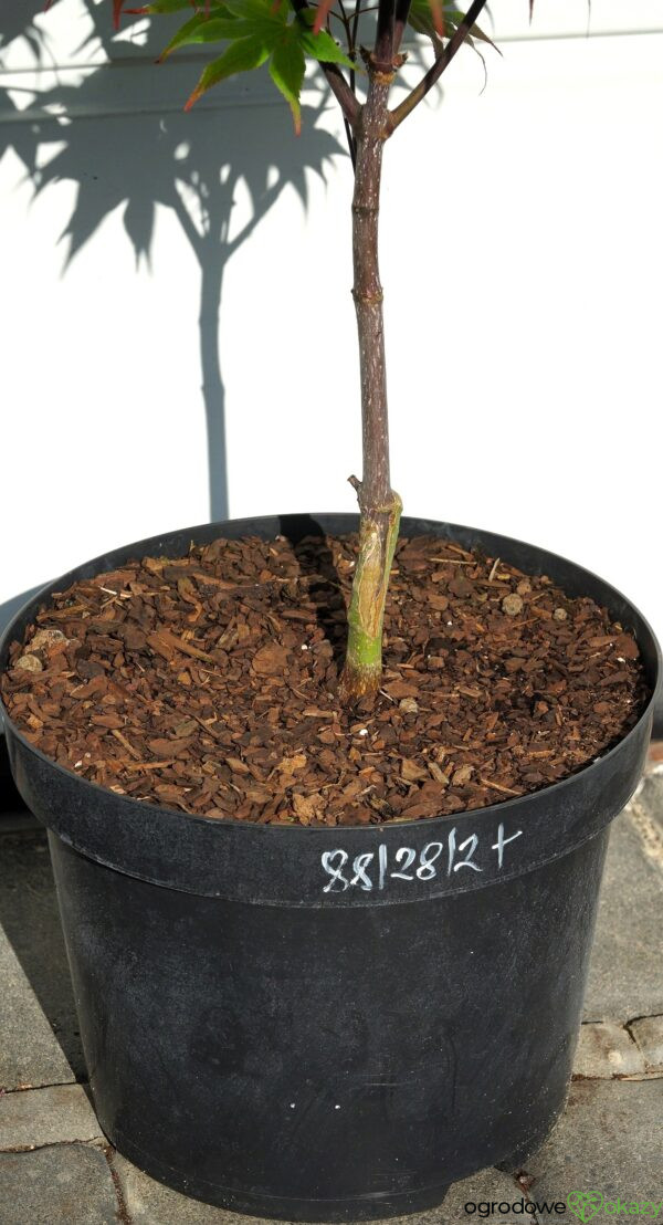 KLON PALMOWY BIG RED Acer palmatum 'Big Red'