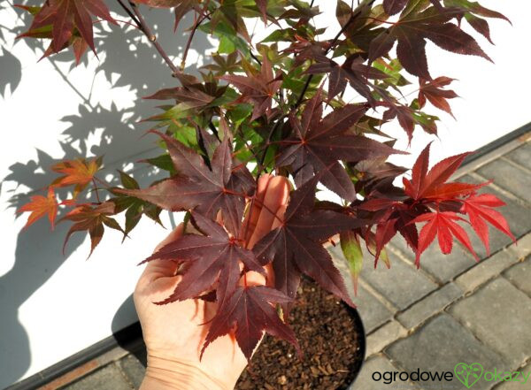 KLON PALMOWY BIG RED Acer palmatum 'Big Red'