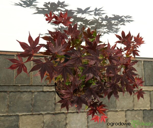 KLON PALMOWY BIG RED Acer palmatum 'Big Red'