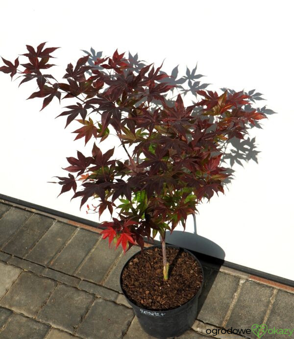 KLON PALMOWY BIG RED Acer palmatum 'Big Red'