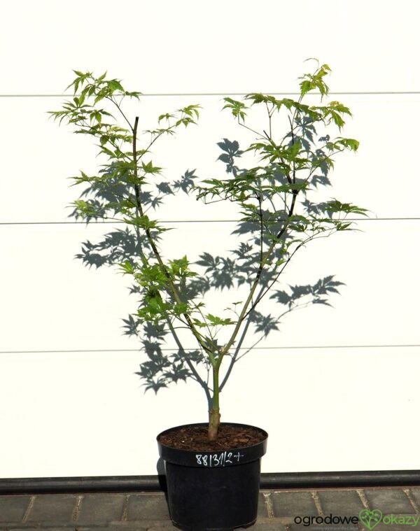 KLON PALMOWY KOYUKI Acer palmatum 'Koyuki'