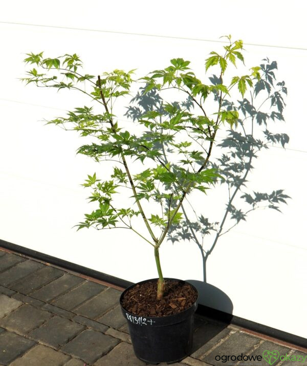 KLON PALMOWY KOYUKI Acer palmatum 'Koyuki'