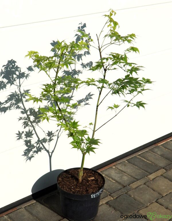KLON PALMOWY KOYUKI Acer palmatum 'Koyuki'