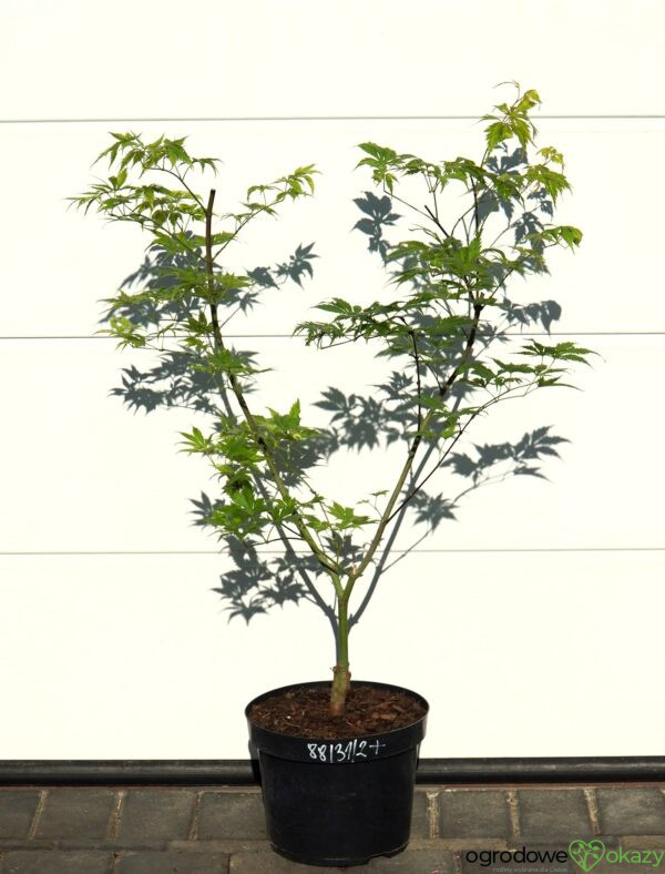 KLON PALMOWY KOYUKI Acer palmatum 'Koyuki'