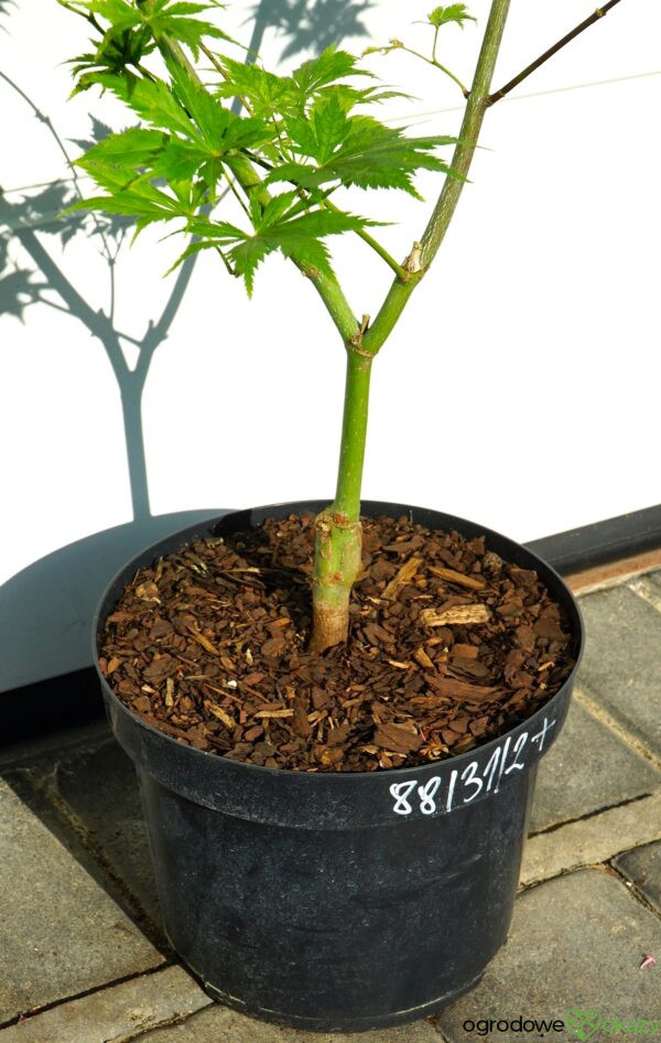 KLON PALMOWY KOYUKI Acer palmatum 'Koyuki'