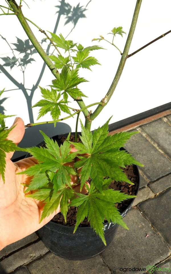 KLON PALMOWY KOYUKI Acer palmatum 'Koyuki'
