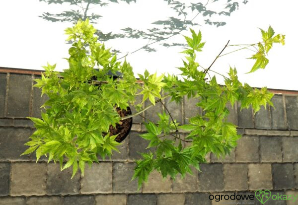 KLON PALMOWY KOYUKI Acer palmatum 'Koyuki'