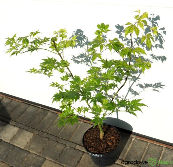 KLON PALMOWY KOYUKI Acer palmatum 'Koyuki'
