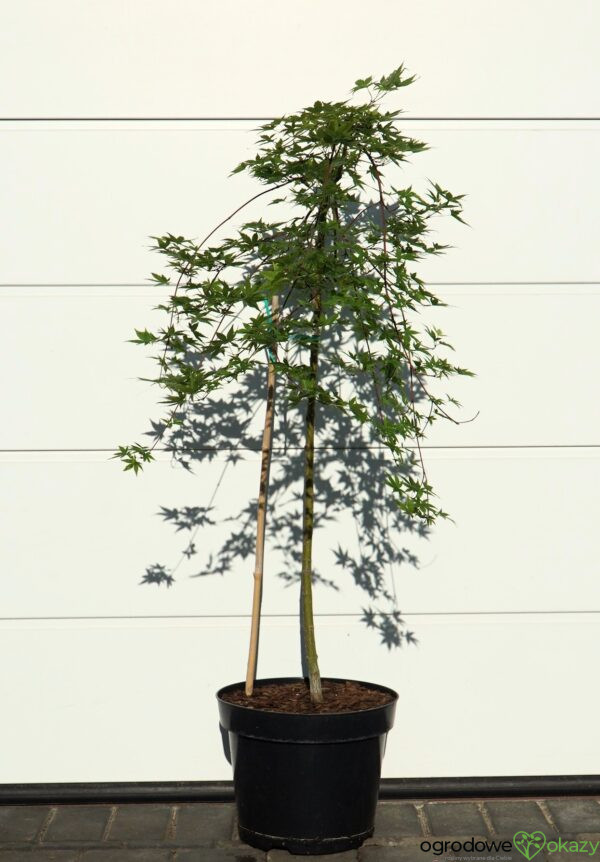 KLON PALMOWY RYUSEN Acer palmatum