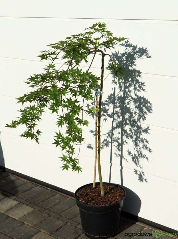 KLON PALMOWY RYUSEN Acer palmatum