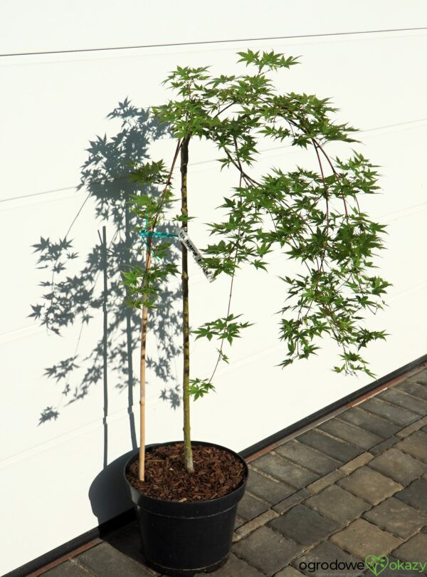 KLON PALMOWY RYUSEN Acer palmatum
