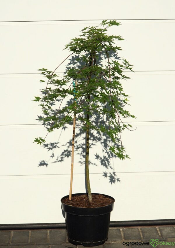 KLON PALMOWY RYUSEN Acer palmatum