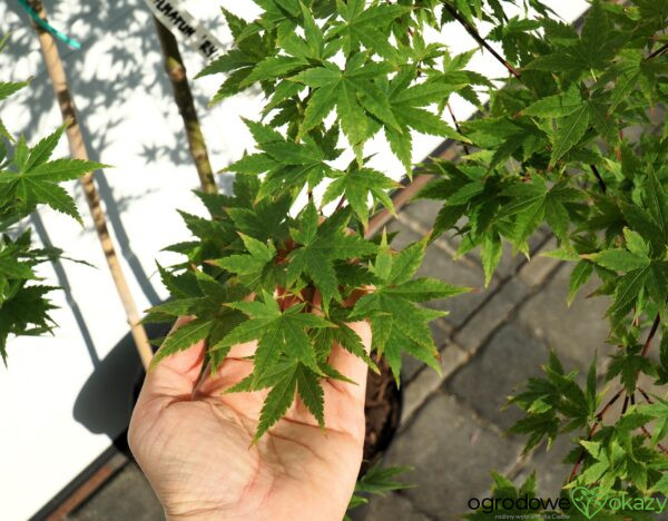 KLON PALMOWY RYUSEN Acer palmatum