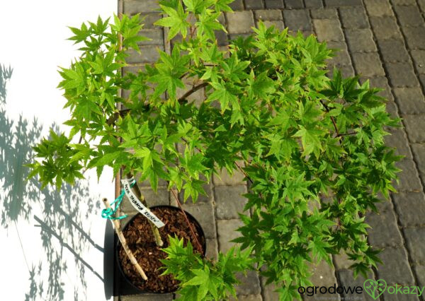 KLON PALMOWY RYUSEN Acer palmatum