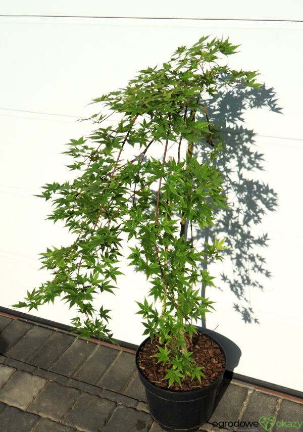 KLON PALMOWY RYUSEN Acer palmatum