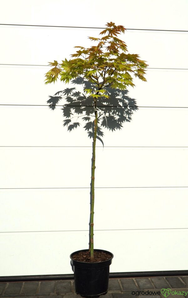 KLON SHIRASAWY AUTUMN MOON Acer shirasawanum