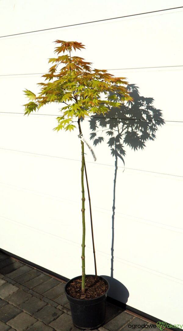 KLON SHIRASAWY AUTUMN MOON Acer shirasawanum