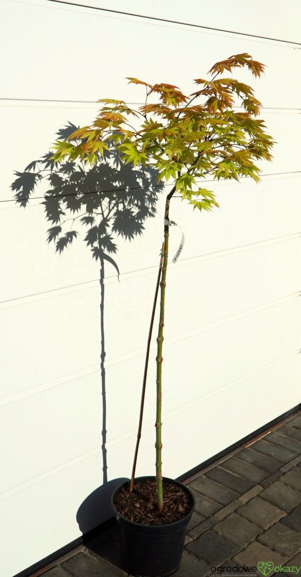 KLON SHIRASAWY AUTUMN MOON Acer shirasawanum