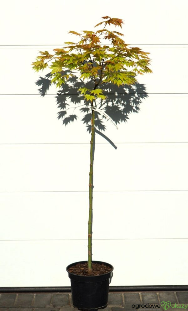 KLON SHIRASAWY AUTUMN MOON Acer shirasawanum