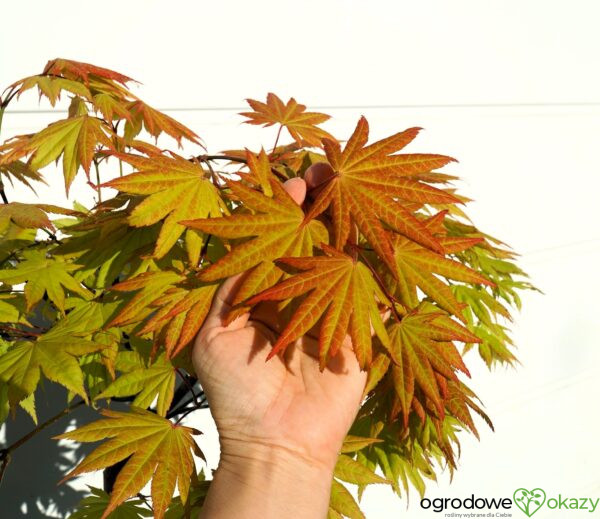 KLON SHIRASAWY AUTUMN MOON Acer shirasawanum