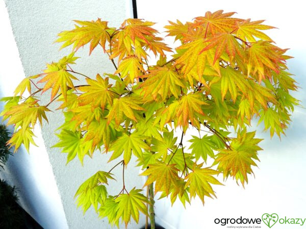 KLON SHIRASAWY AUTUMN MOON Acer shirasawanum